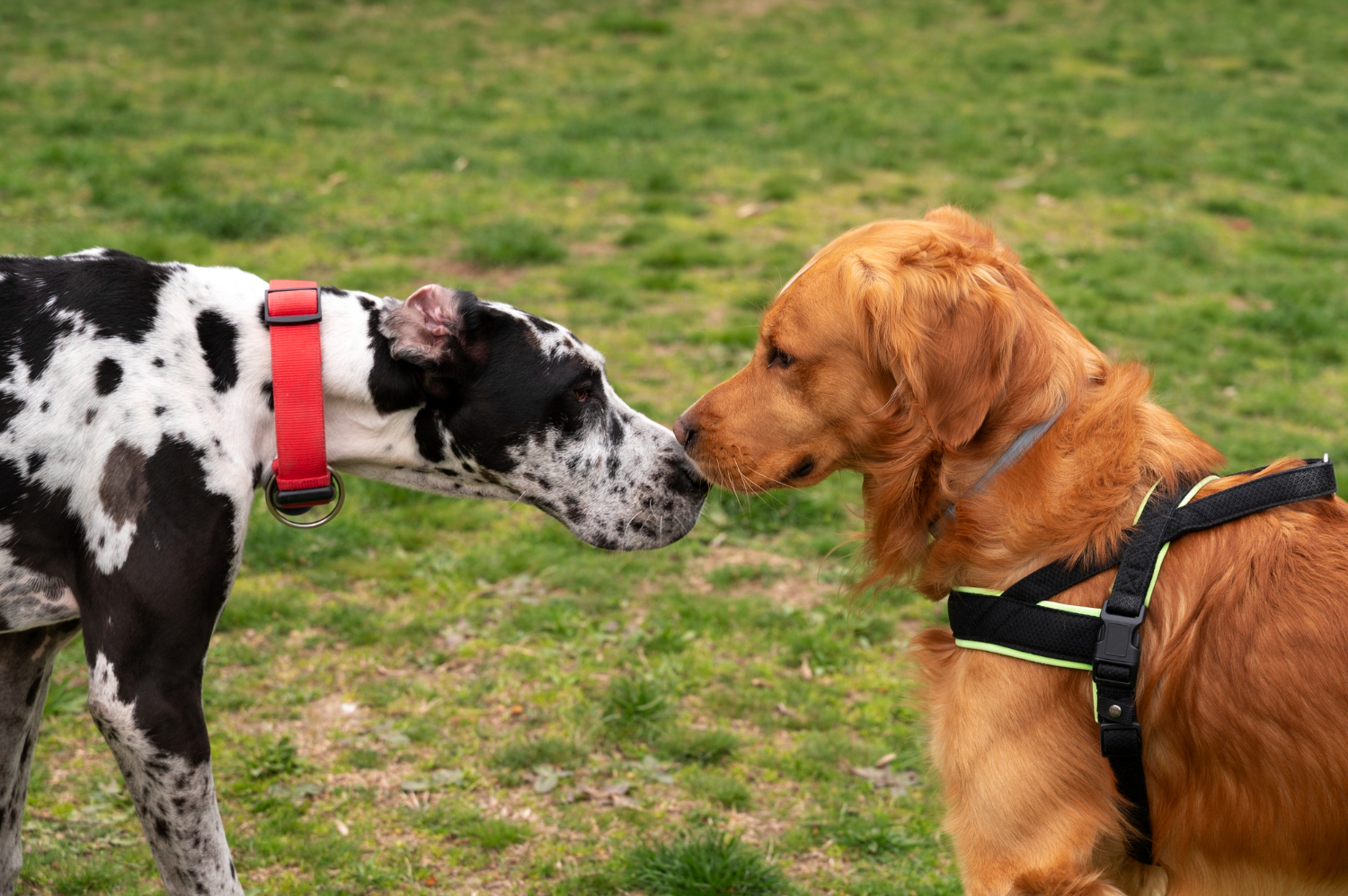 two pet dogs one is white and black and other is brown looking at each other