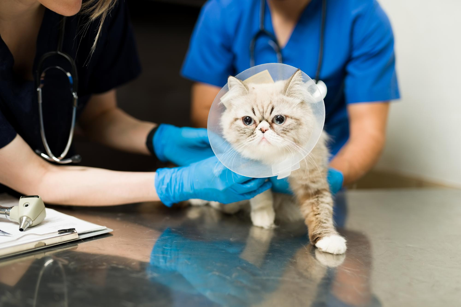 cat with light brown color examined by the doctors