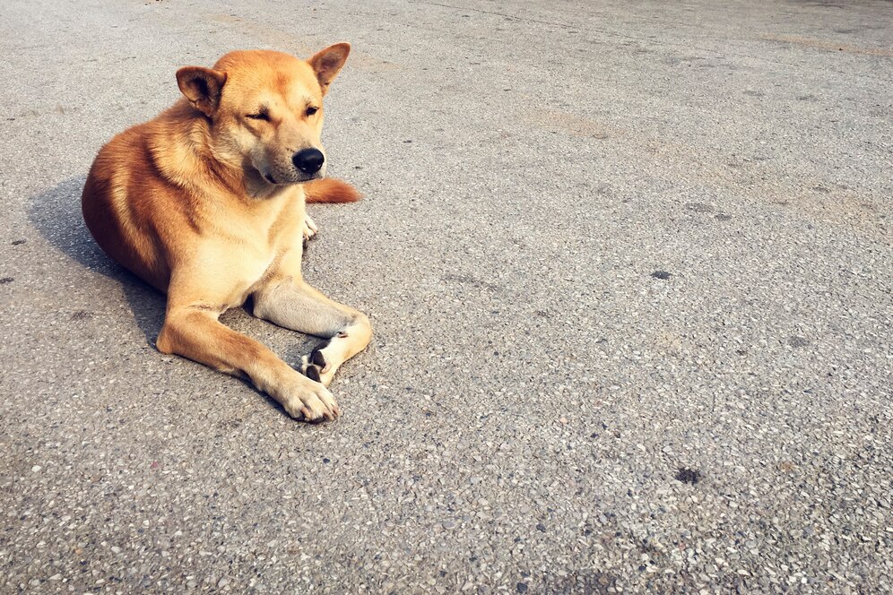A relaxed brown dog with closed eyes sits on a paved surface, basking in the sun with a calm expression.
