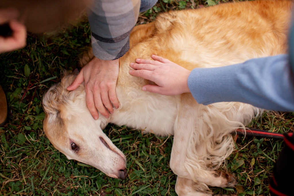 A calm dog rests on the grass while two hands gently pet its side, showing affection and care.