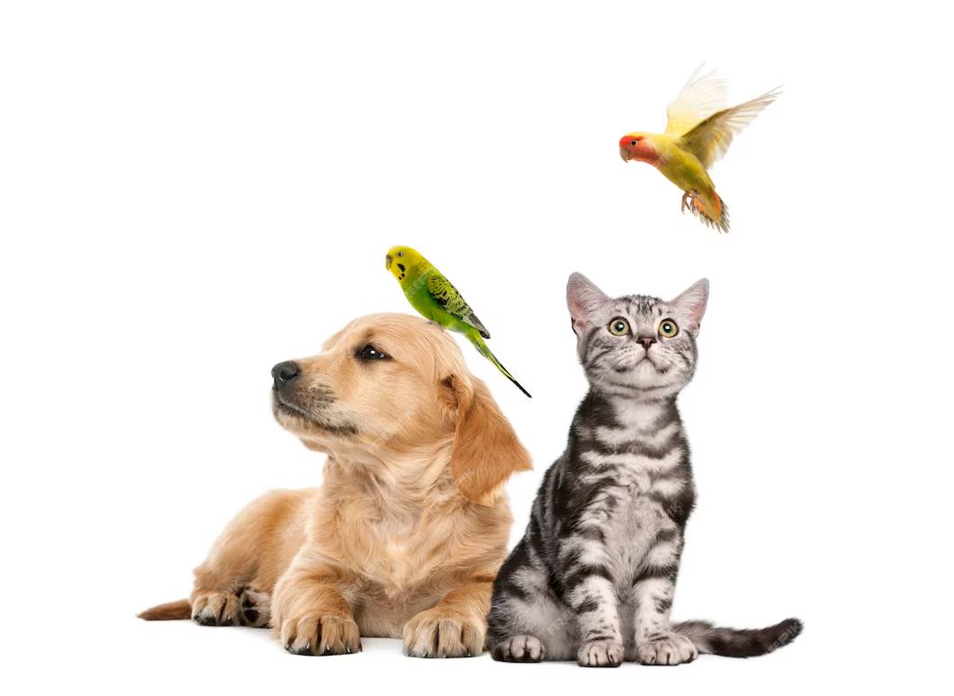 A playful golden retriever puppy sits beside a curious gray tabby cat, both watching colorful birds flying above them.