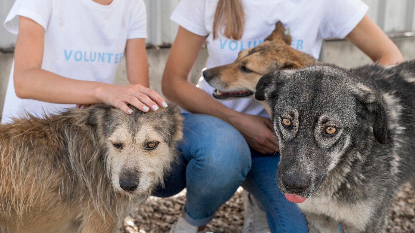 A volunteer gently pets a scruffy dog while another dog sits nearby, both showing affection in a pet rescue environment.