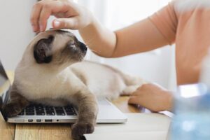 A person gently pets a relaxed Siamese cat lounging on a laptop, in a cozy workspace filled with natural light.