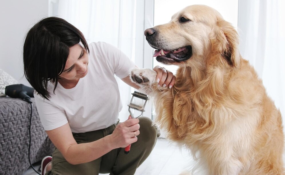 A person groomers a happy golden retriever, using a brush while the dog sits calmly in a cozy, bright indoor setting.