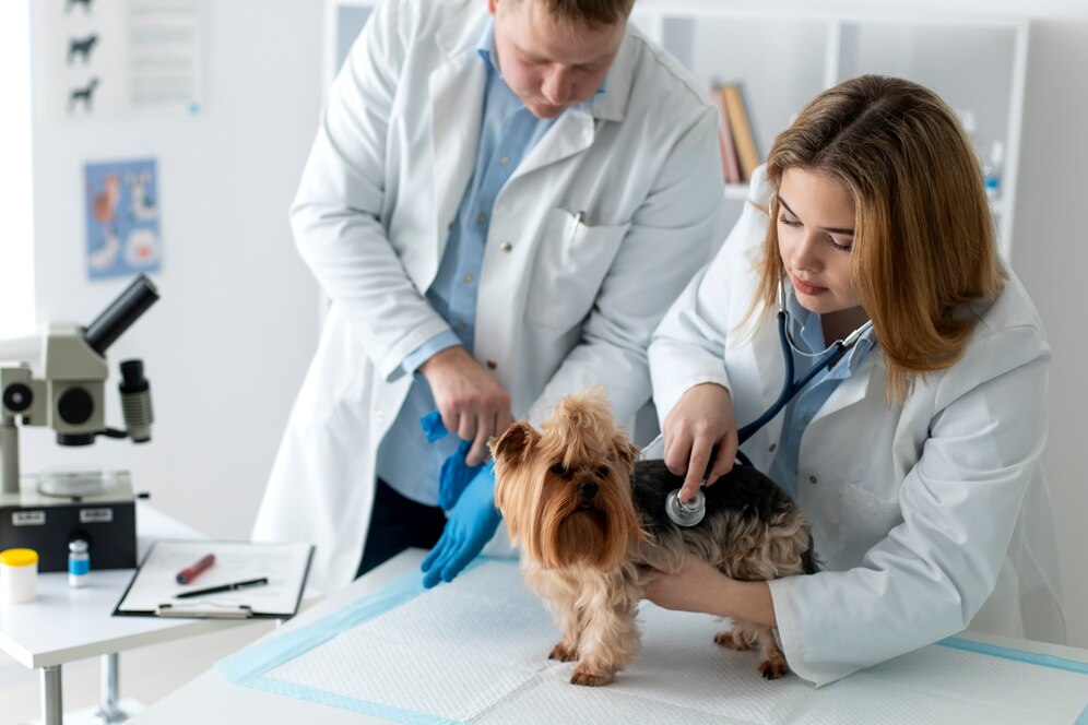 Two veterinarians examine a small Yorkshire Terrier using a stethoscope in a bright clinic, with medical equipment in the background.