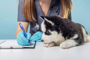 A veterinarian in scrubs and gloves writes notes while a curious black and white puppy watches intently on the table.