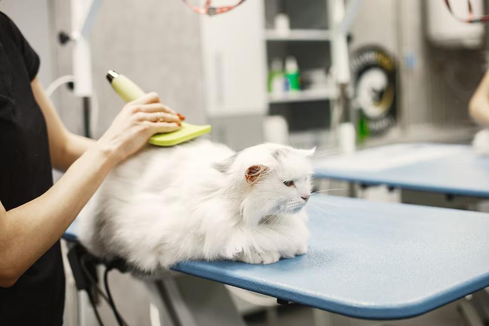 A groomer brushes a fluffy white cat on a blue grooming table, surrounded by pet care products.