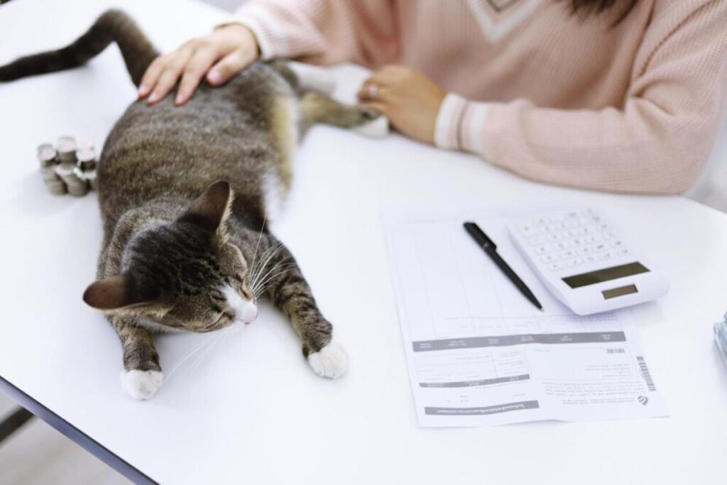 A relaxed tabby cat lies on a table, with a person gently stroking it. Nearby are coins, a calculator, and paperwork.