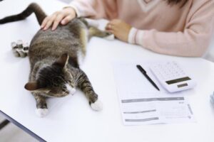 A relaxed tabby cat lies on a table, with a person gently stroking it. Nearby are coins, a calculator, and paperwork.