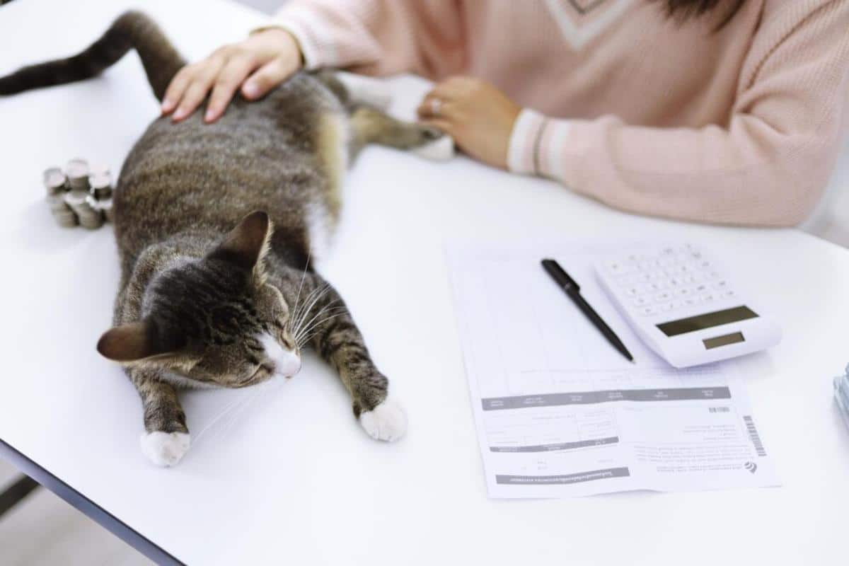 A relaxed tabby cat lies on a table, with a person gently stroking it. Nearby are coins, a calculator, and paperwork.