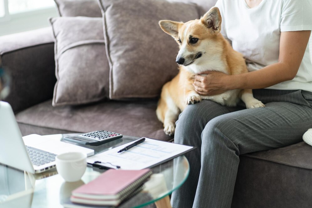 A person sitting on a couch pets a corgi, surrounded by paperwork, a calculator, and a laptop on a glass table.