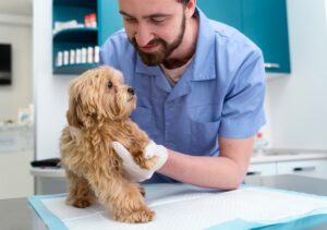 A small, fluffy dog stands on a veterinary examination table, while a veterinarian gently examines its paw.