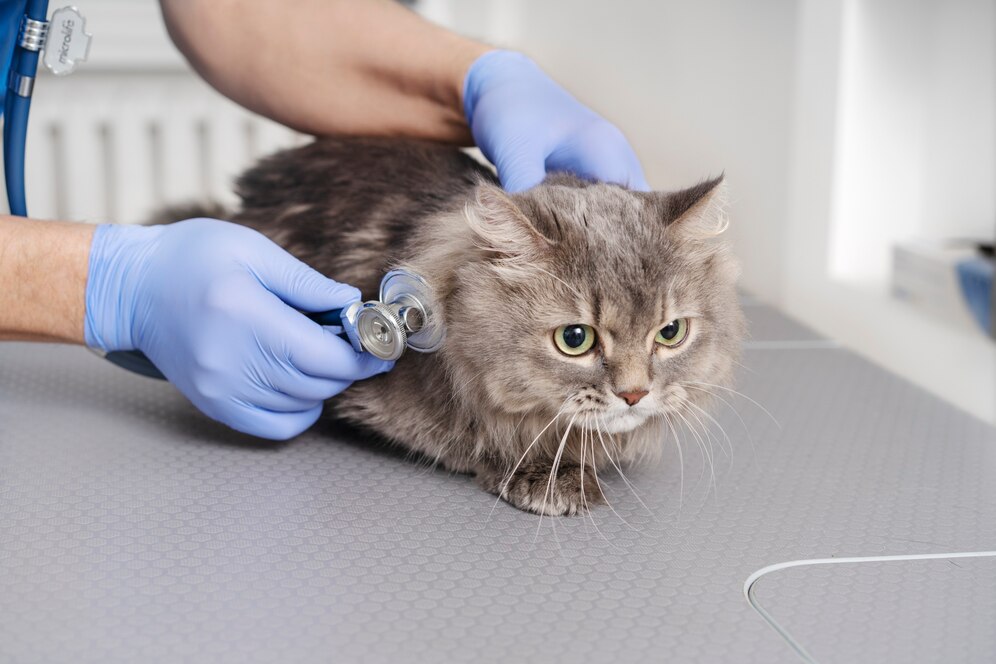 A veterinarian in blue gloves uses a stethoscope to examine a gray cat at a clinic, with a focused expression on its face.