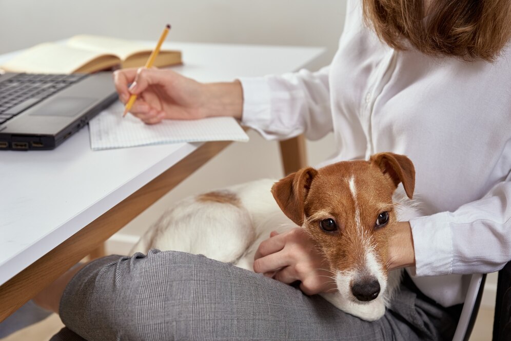 A woman in a white shirt sits at a desk with a laptop and notebook, gently holding a small dog in her lap.