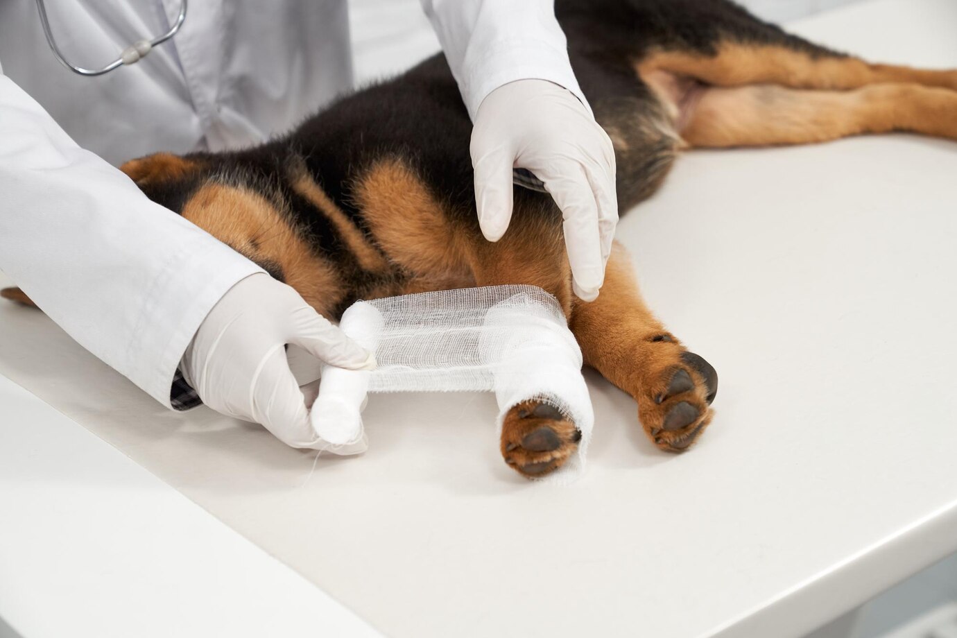 A veterinarian in gloves bandages a dog's injured leg on a treatment table.