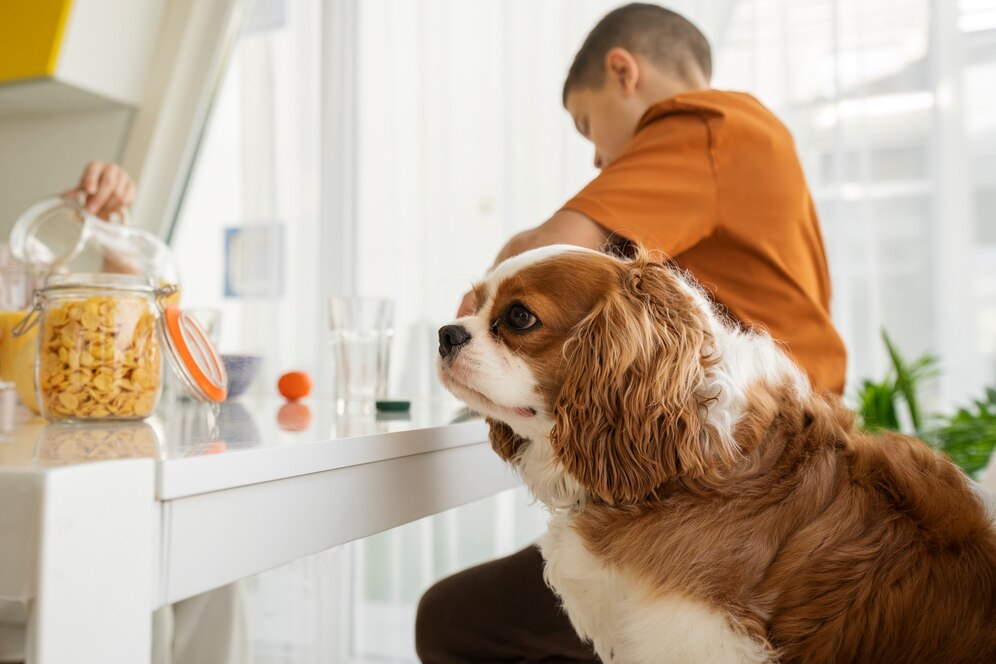A fluffy Cavalier King Charles Spaniel sits by a table, watching as a person prepares a snack in a bright, modern kitchen.