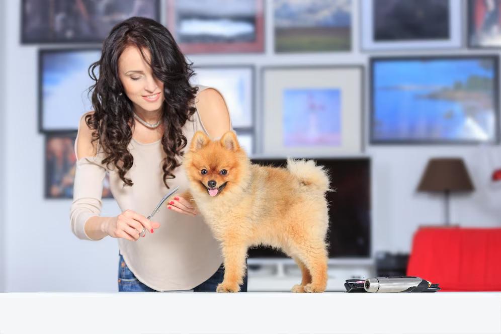 A groomer styles a fluffy Pomeranian on a white table, with modern artwork and decor visible in the background.
