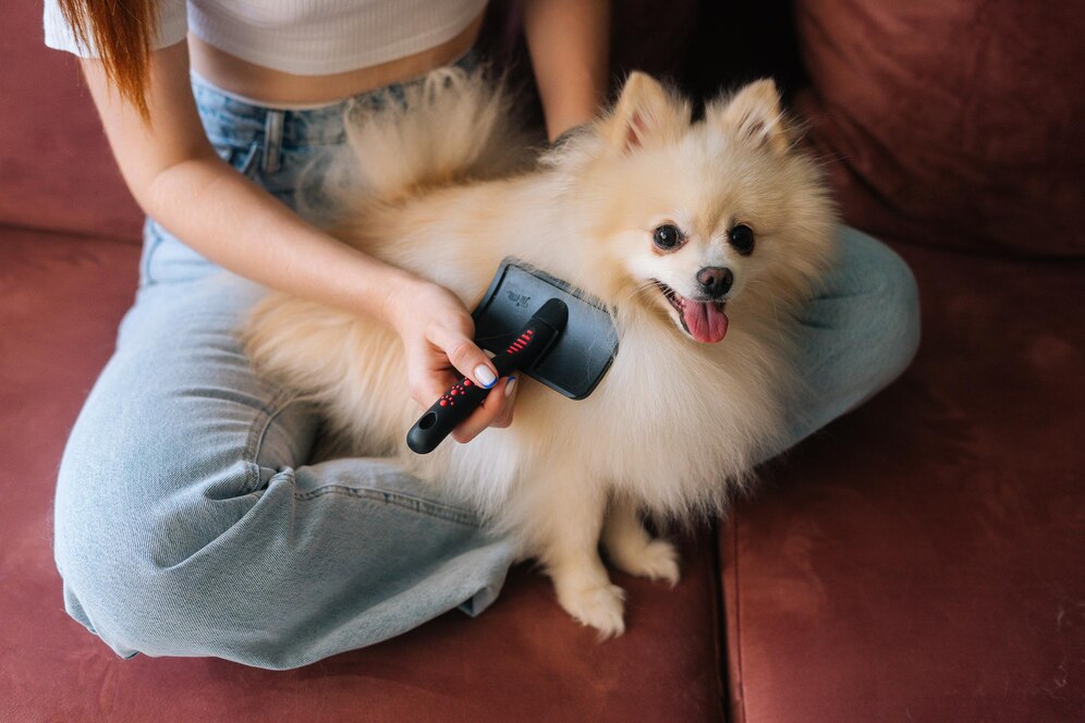 A woman brushes a fluffy Pomeranian dog while sitting on a couch, both looking relaxed and content.
