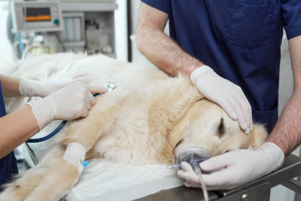 A veterinarian examines an unconscious golden retriever with a stethoscope while another administers oxygen in a clinic.