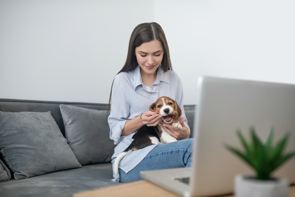 A person sits on a couch with a Beagle puppy in their lap, focused on a laptop in front of them, with a small potted plant nearby.
