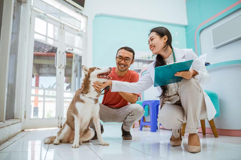 A veterinarian kneels beside a healthy Siberian Husky, discussing its care with a pet owner in a brightly colored clinic.