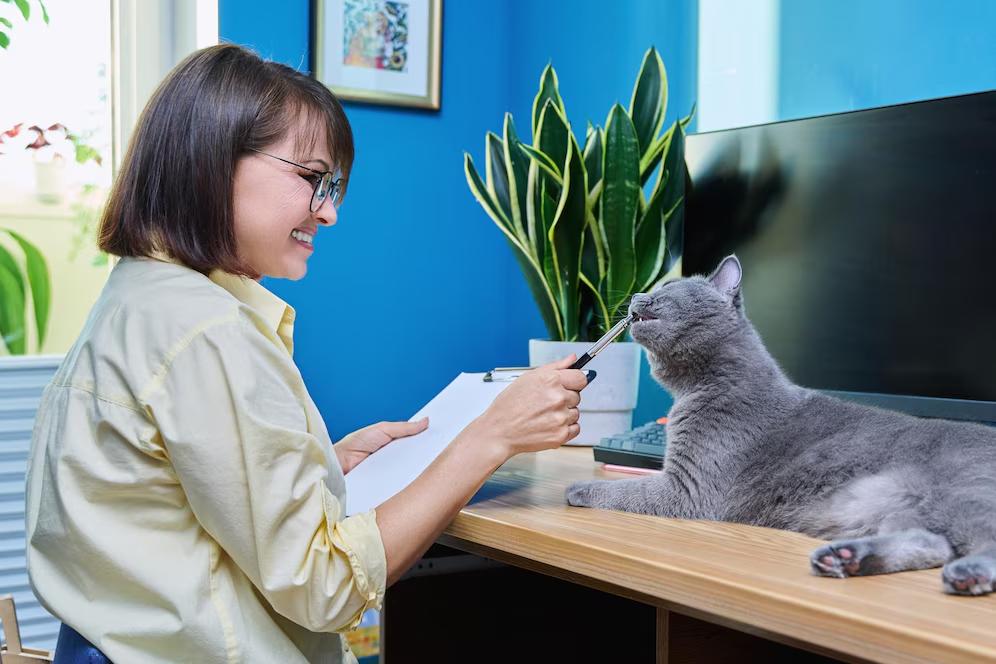 A person holds a pen near a calm gray cat sitting on a desk, with a vibrant blue wall and plants in the background.