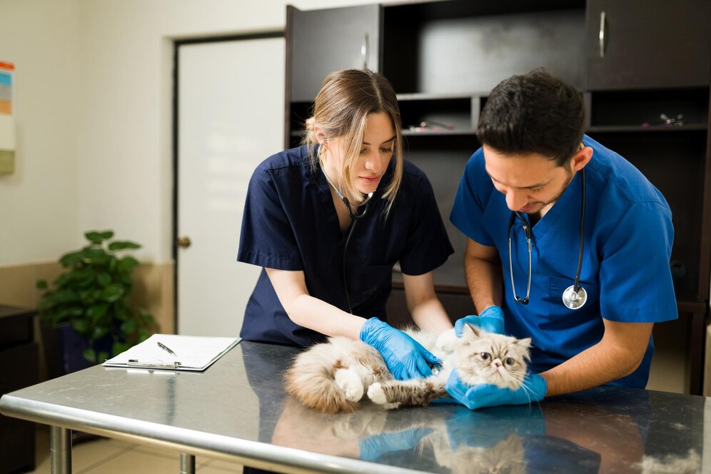 Two veterinary professionals in scrubs examine a fluffy cat on a stainless steel table in a clinic. A notepad is visible nearby.