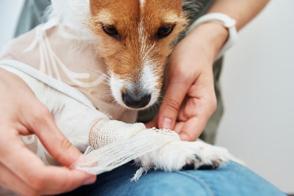 A close-up of a dog with a bandaged paw, as a person gently wraps the dressing on the dog's leg. The dog's expression is calm and attentive.