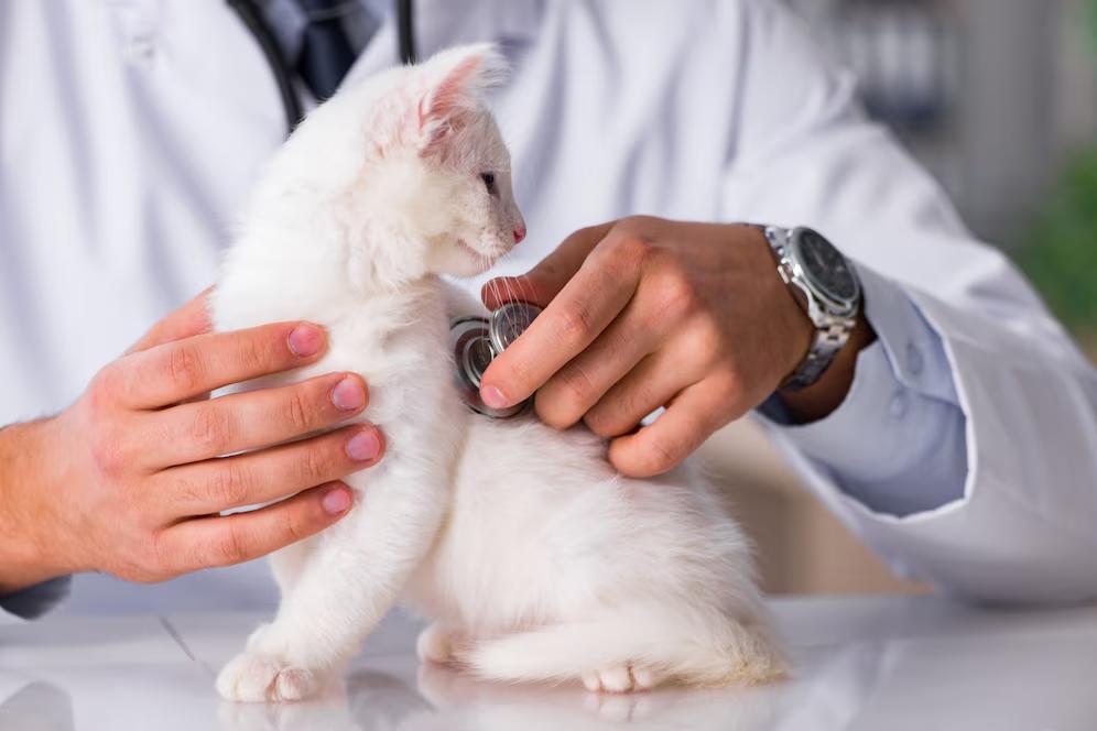 A veterinarian examines a white kitten with a stethoscope in a well-lit clinic, ensuring its health and well-being.