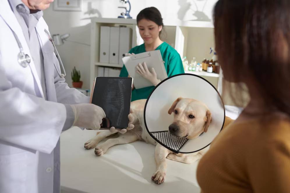 A veterinarian shows a tablet to a pet owner while a Labrador with an Elizabethan collar lies on the examination table.