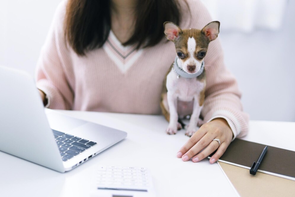 A woman in a pink sweater works on a laptop with a small brown and white Chihuahua sitting on her desk beside her.