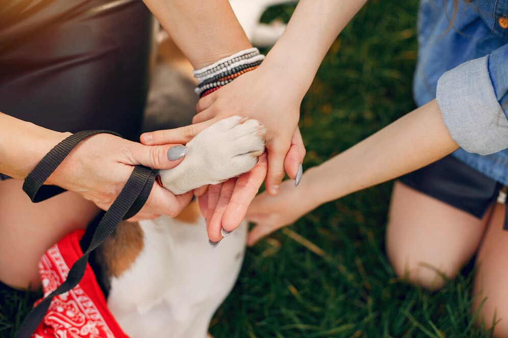Two hands gently hold a dog's paw amidst a grassy setting, symbolizing a bond of love and companionship.