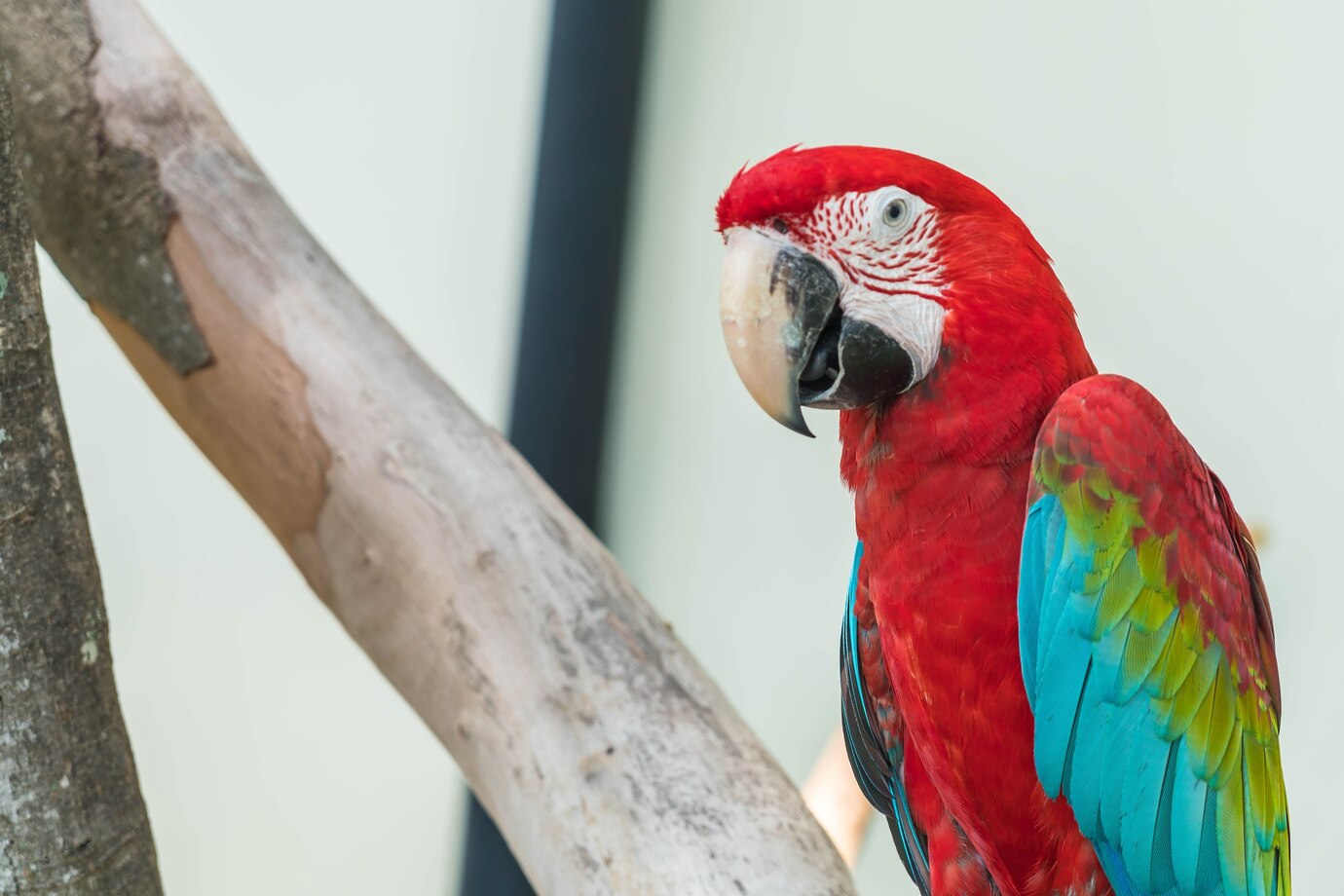 Close-up of a vibrant red macaw perched on a branch, showcasing its colorful feathers and large beak.