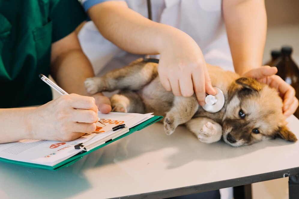 A veterinarian examines a small puppy with a stethoscope while another person writes notes on a clipboard.