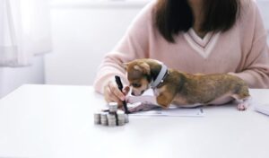 A small dog sits on a desk, curiously watching as a person writes on paper, surrounded by stacks of coins.