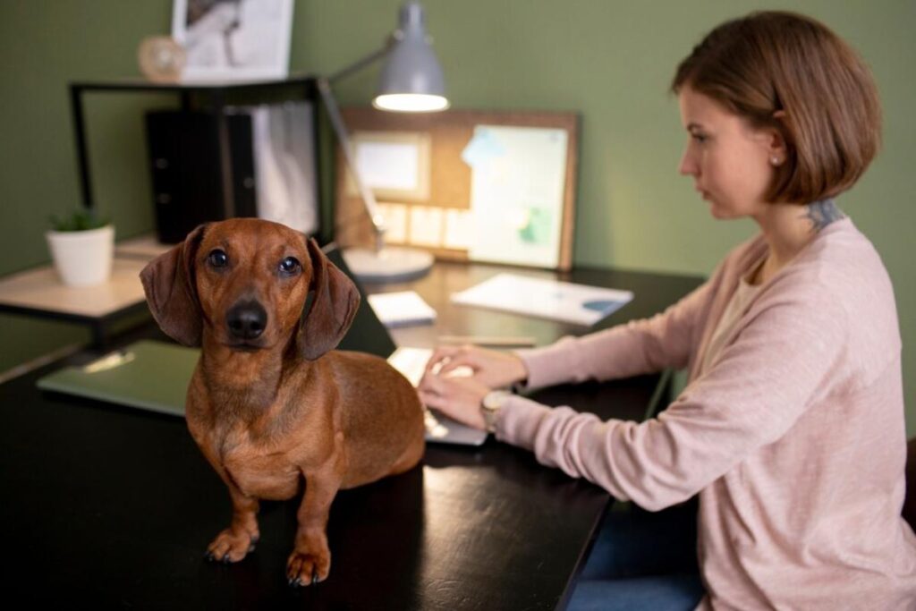 A dachshund sits on a desk beside a person working on a tablet, surrounded by office supplies and a potted plant.