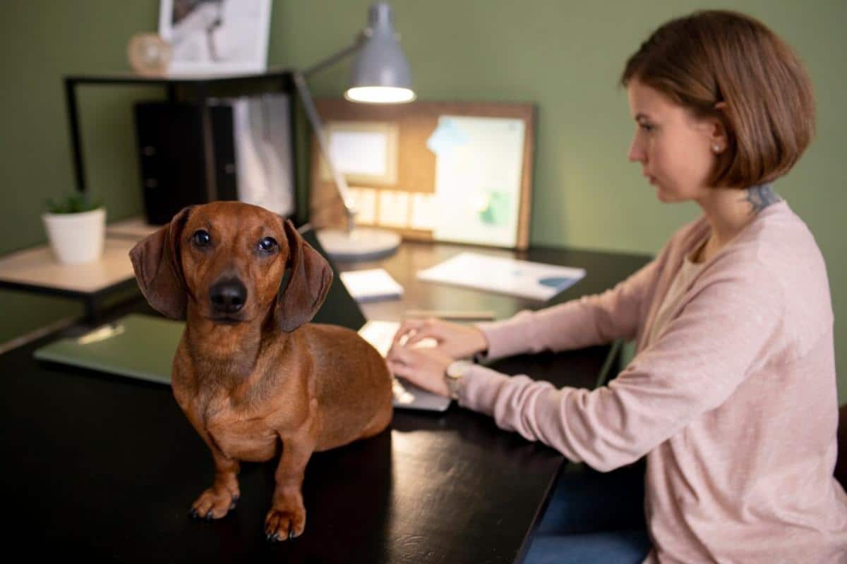 A dachshund sits on a desk beside a person working on a tablet, surrounded by office supplies and a potted plant.