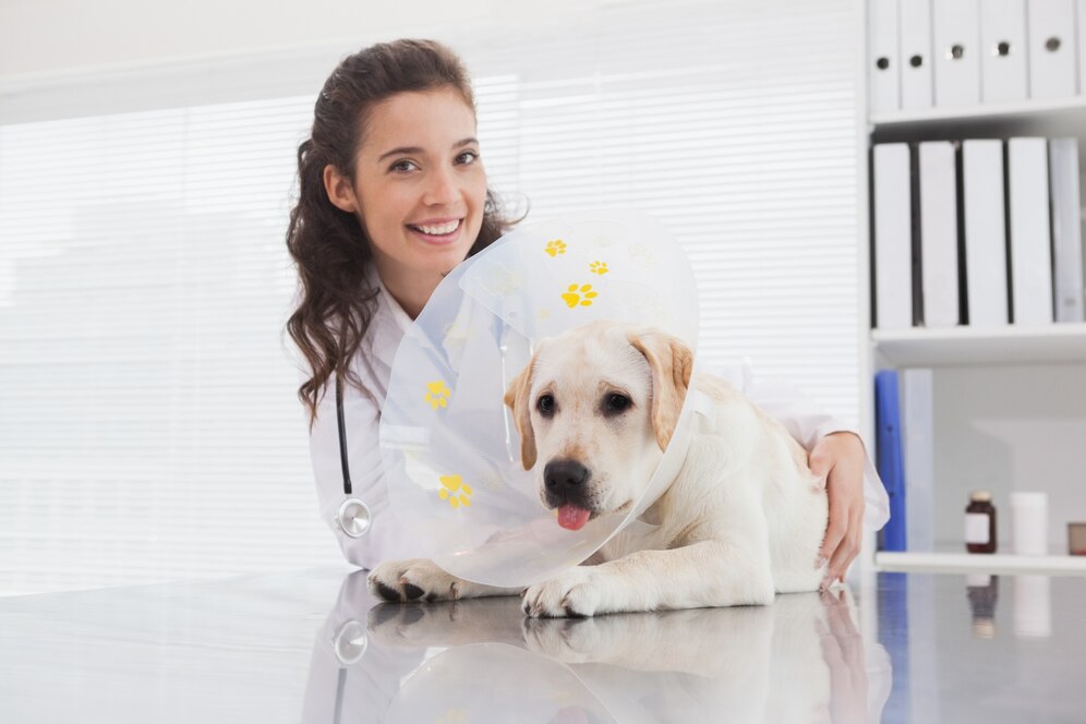 A veterinarian in a white coat cares for a dog wearing a protective cone in a bright clinic setting.