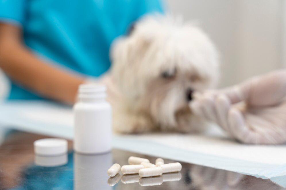 A small white dog receiving medication from a veterinarian wearing gloves, with pill bottles and capsules in the foreground.