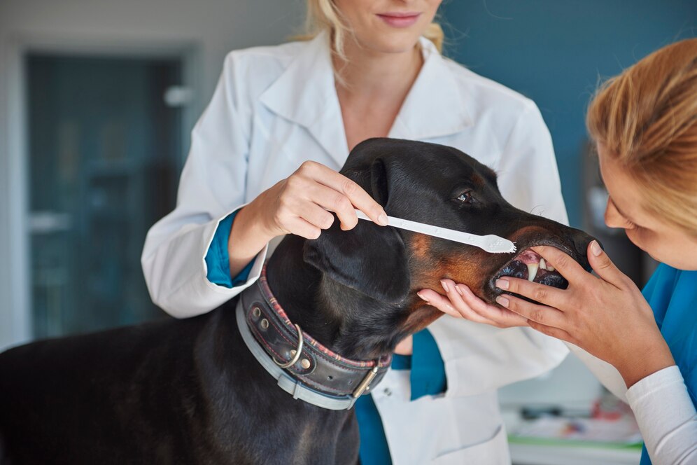 A veterinarian brushes a Rottweiler's teeth, promoting dental care, in a clean, modern veterinary clinic.
