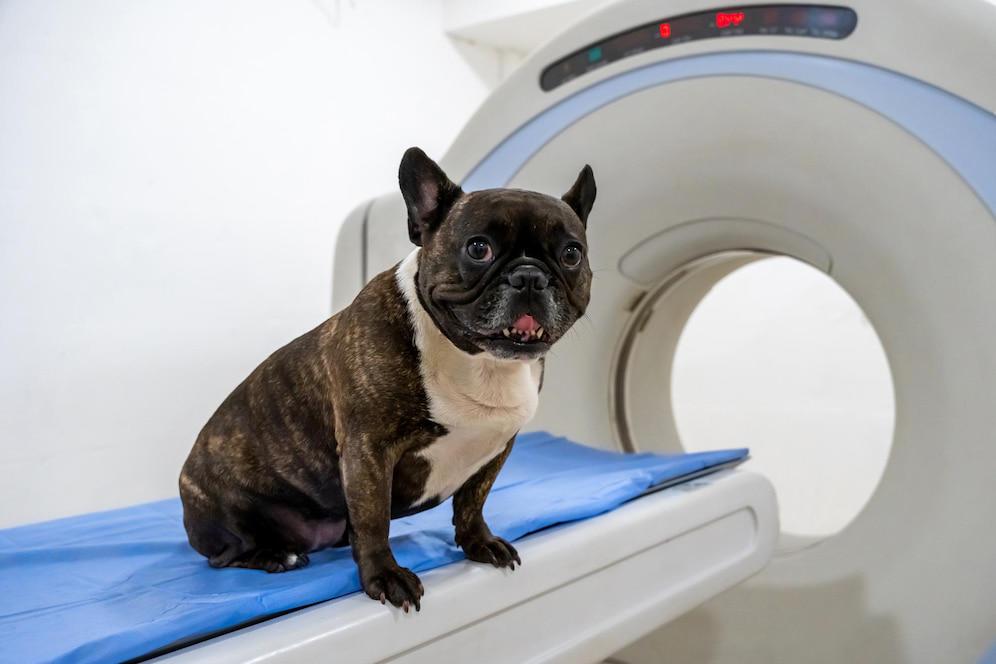 A brown brindle French Bulldog sits on a blue blanket atop a veterinary CT scan machine, looking curiously at the camera.