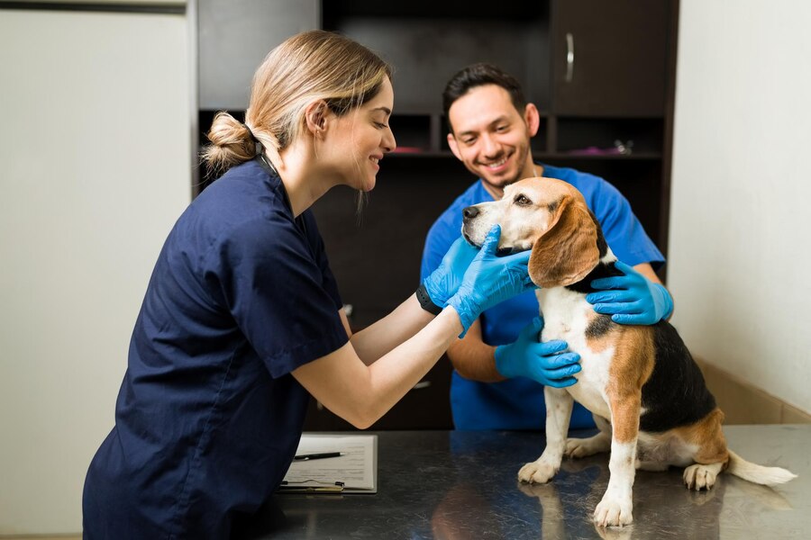 A veterinarian in blue gloves examines a beagle at a clinic, while an assistant supports the dog's head. A clipboard is on the table.