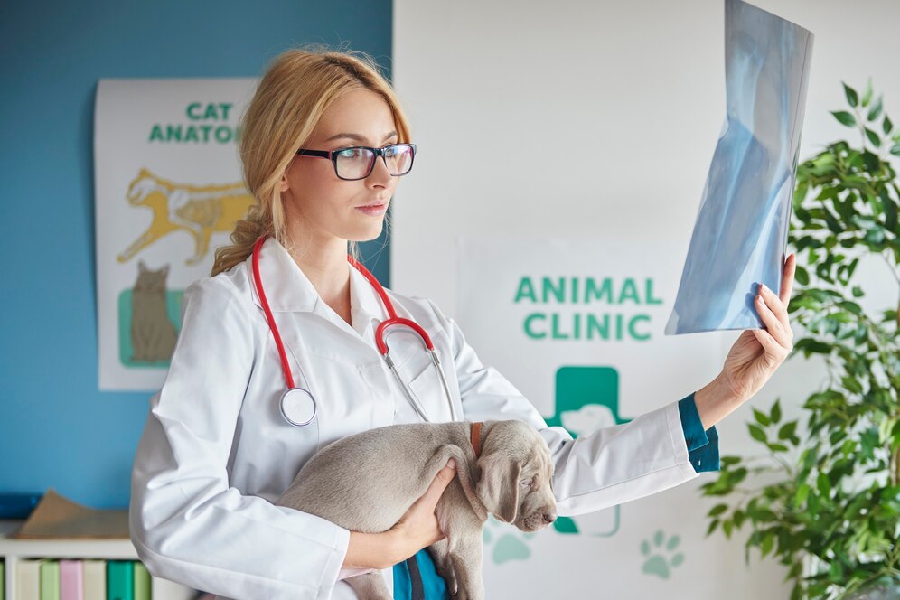 A veterinarian in a white coat holds an X-ray while cradling a small puppy, surrounded by animal anatomy charts and clinic signage.