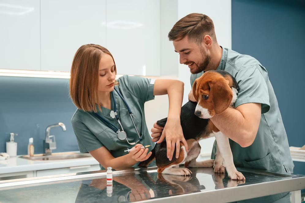 A veterinarian administers an injection to a beagle while another staff member supports the dog on an examination table.
