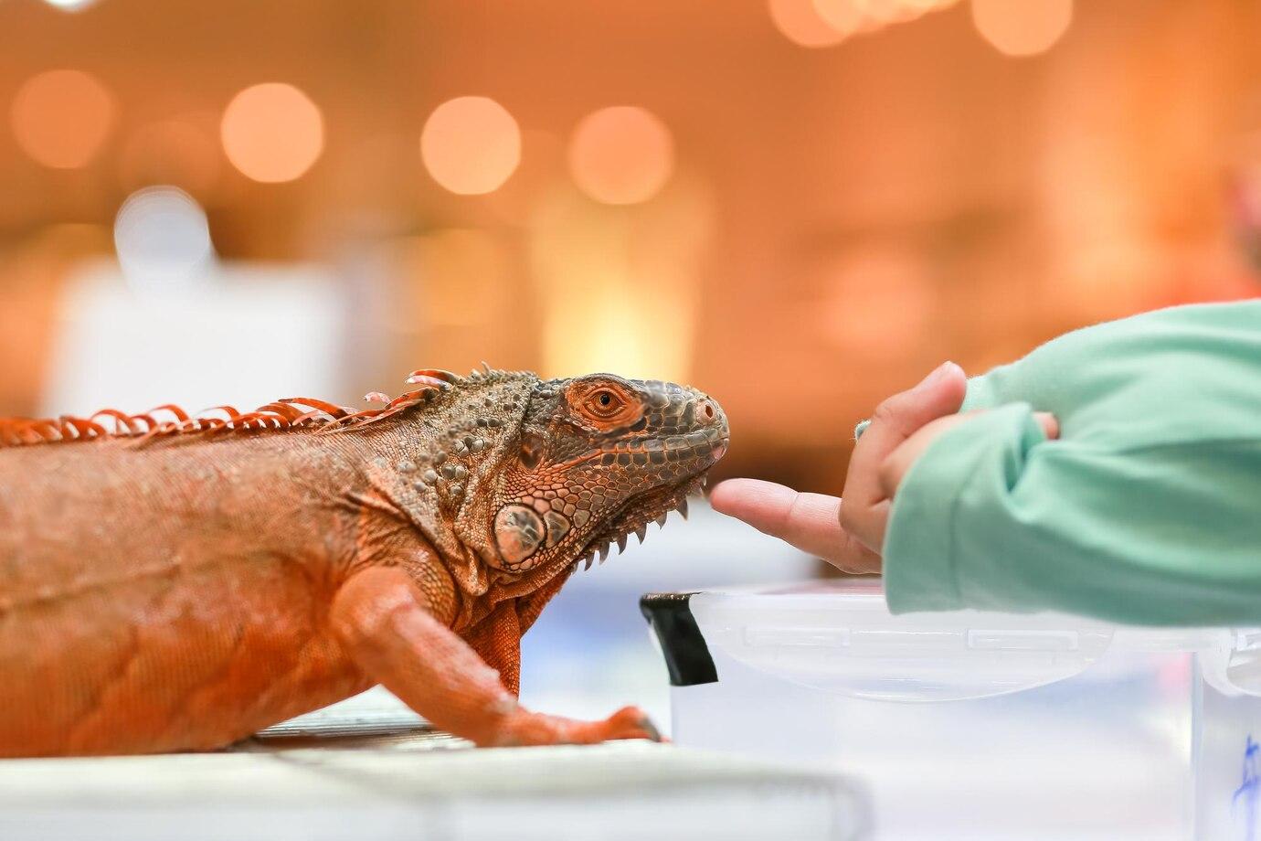 A close-up of an orange iguana gently touching a person's finger, set against a softly blurred, warm-toned background.