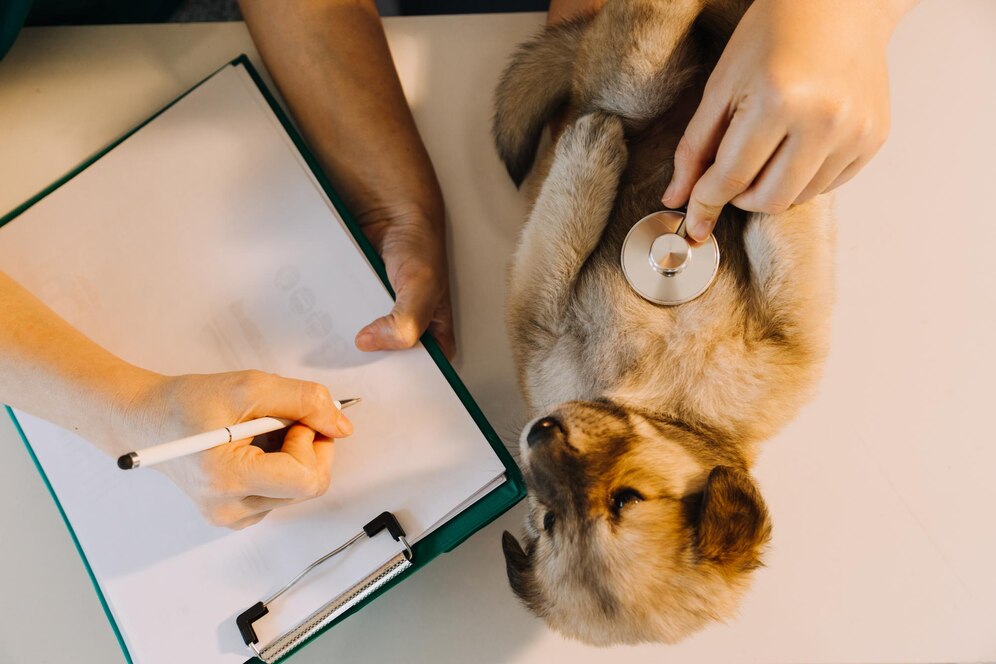 Veterinarian using a stethoscope on a puppy while taking notes on a clipboard during a pet checkup