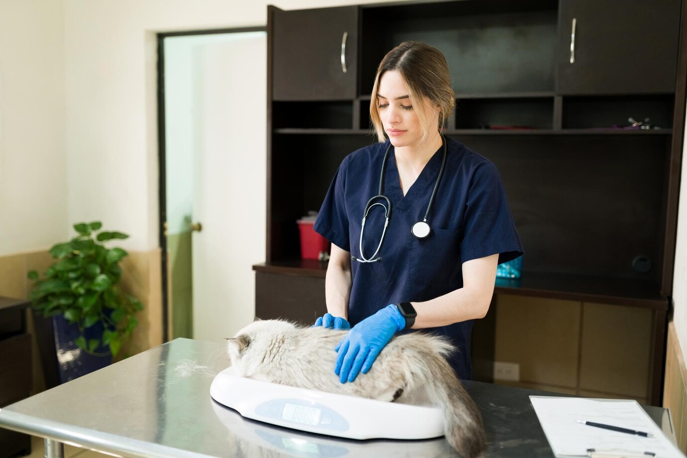 A veterinarian in scrubs weighs a cat on a digital scale in a clean veterinary clinic, surrounded by a plant and shelves.