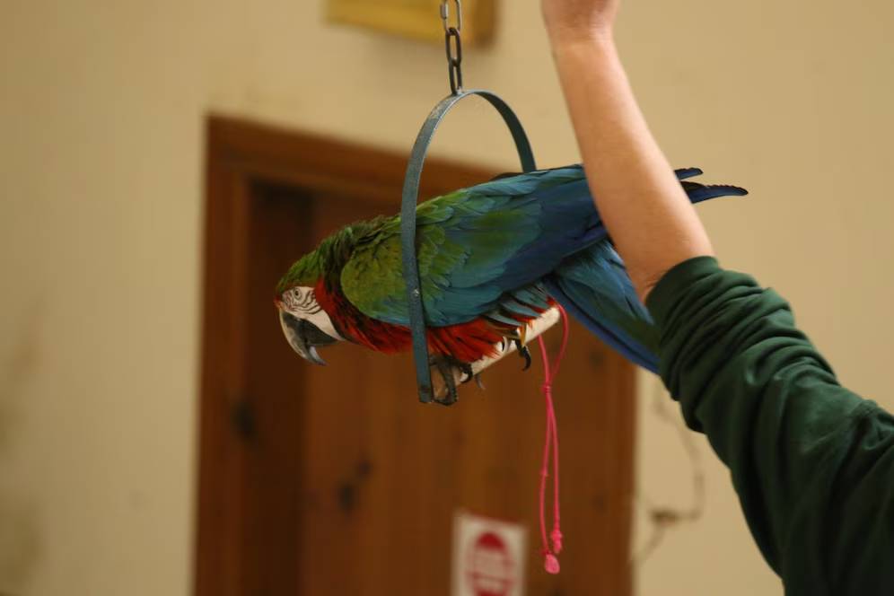A vibrant green and red macaw hangs from a hoop held by a person in a green sweater, against a blurred indoor background.